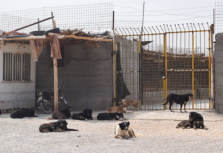 اجرای عملیات دیوارکشی پناهگاه سگ‌های بلاصاحب  مبارکه